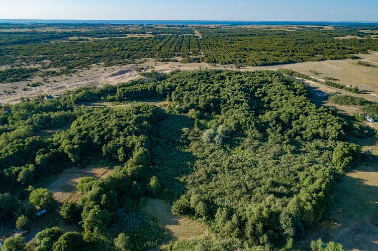 Старый лес