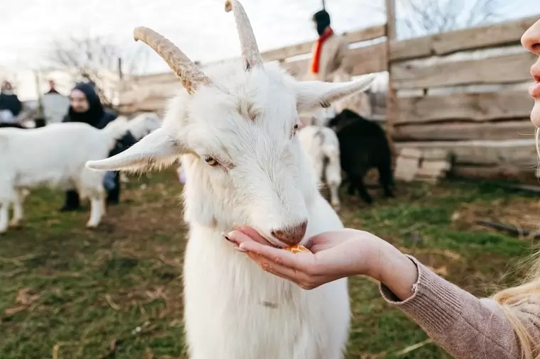 White limaskaya goat
